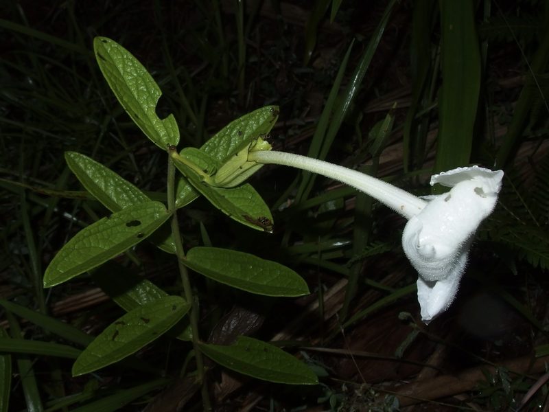 Escobedia grandiflora, photographed by Sue Carnahan