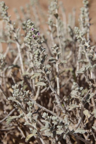 Marrubium deserti, photographed by Olivier Argagnon