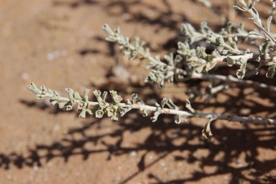 Marrubium deserti, photographed by Olivier Argagnon