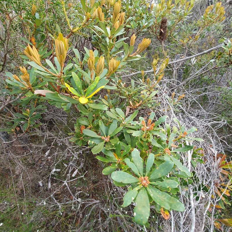 Banksia paludosa, photographed by ronavery