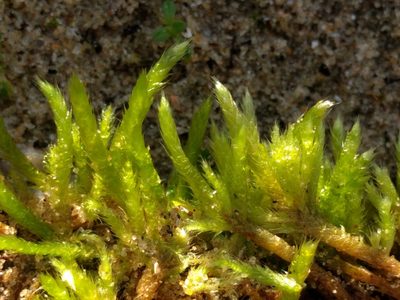 Brachythecium albicans, photographed by Michel Langeveld