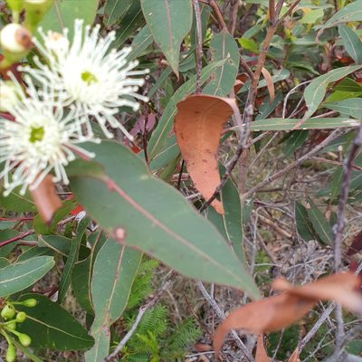 Corymbia gummifera, photographed by ronavery