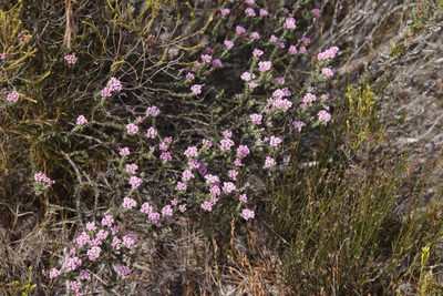 Metalasia erubescens, photographed by Tony Rebelo