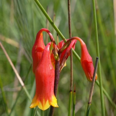 Blandfordia nobilis, photographed by Gary Williams