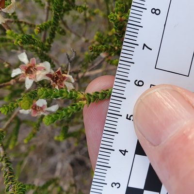 Leptospermum epacridoideum, photographed by ronavery