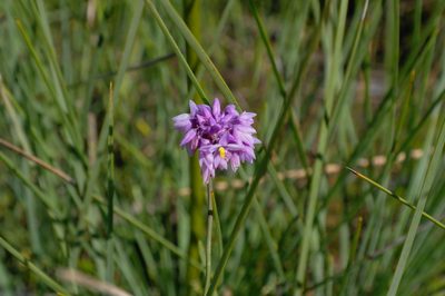 Sowerbaea juncea, photographed by Gary Williams