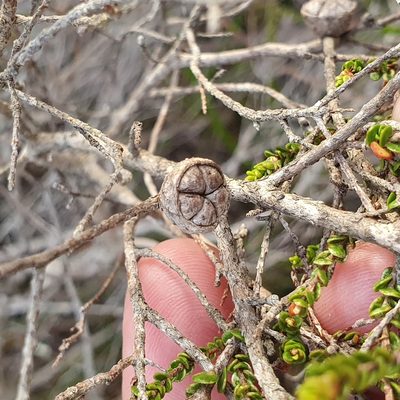 Leptospermum epacridoideum, photographed by ronavery
