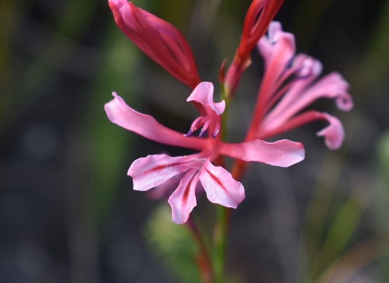 Tritoniopsis ramosa, photographed by Justin Ponder