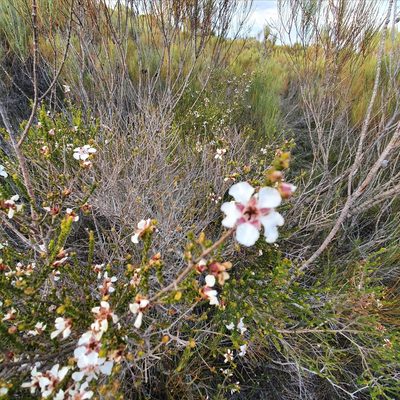 Leptospermum epacridoideum, photographed by ronavery