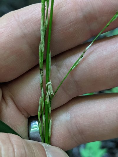 Glyceria septentrionalis, photographed by Alan Prather