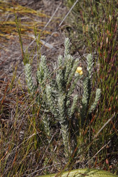 Achyranthemum mucronatum, photographed by Tony Rebelo