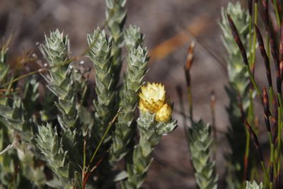Achyranthemum mucronatum, photographed by Tony Rebelo