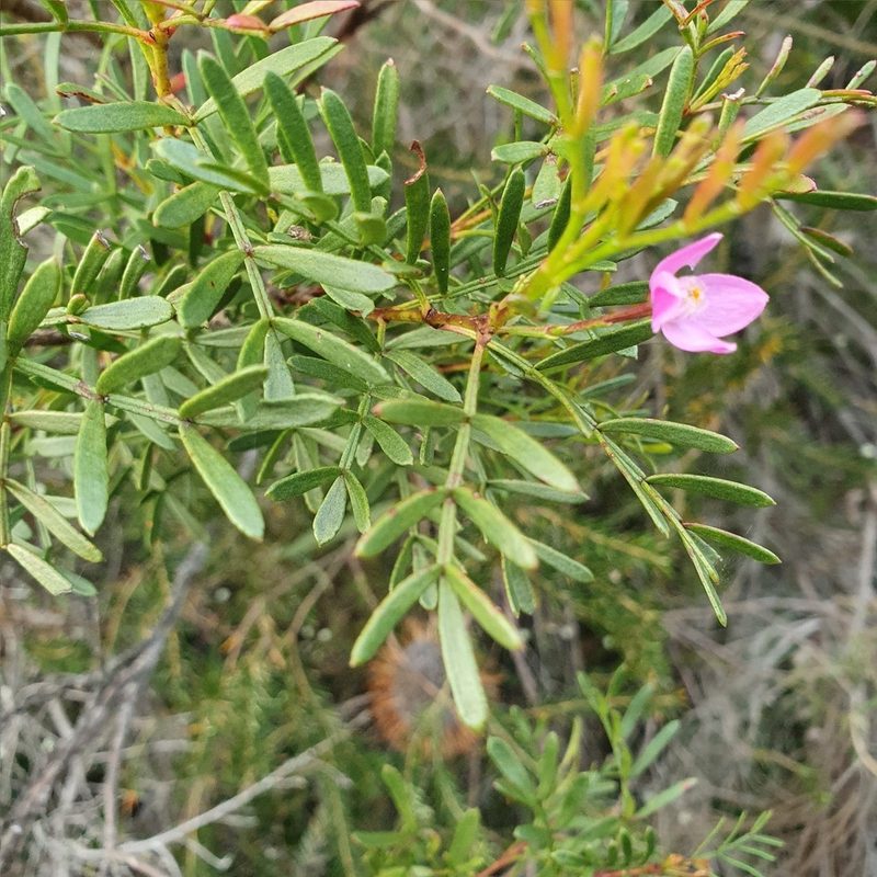 Boronia thujona, photographed by ronavery
