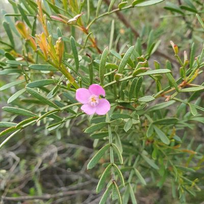 Boronia thujona, photographed by ronavery