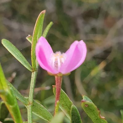Boronia thujona, photographed by ronavery