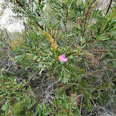 Boronia thujona, photographed by ronavery