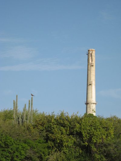 Cereus repandus, photographed by Mark Eanes
