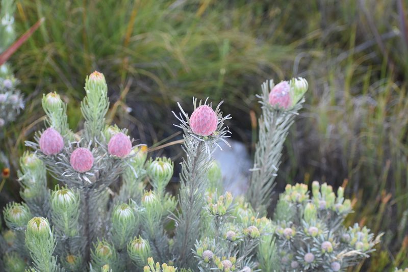 Leucadendron album, photographed by Justin Ponder