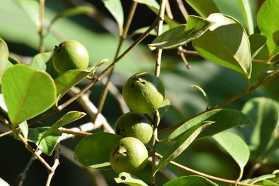 Psidium cattleyanum, photographed by Cajá-manga