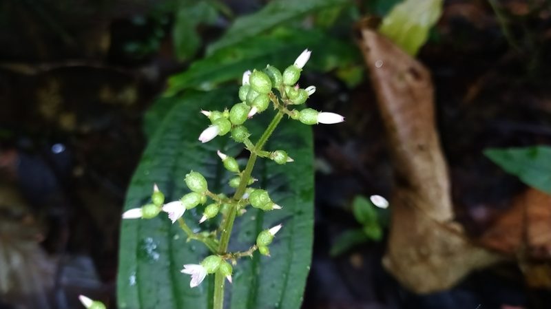 Aciotis purpurascens, photographed by Guillaume Delaitre