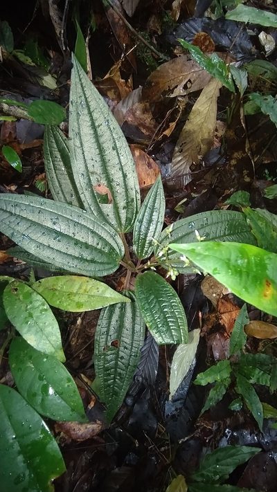 Aciotis purpurascens, photographed by Guillaume Delaitre