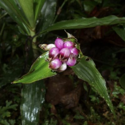 Tradescantia zanonia, photographed by Sue Carnahan