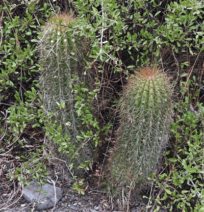 Soehrensia schickendantzii, photographed by Hugo Hulsberg