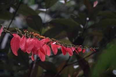 Warszewiczia coccinea, photographed by Sue Carnahan