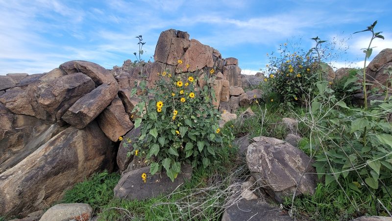 Helianthus winteri, photographed by Chris Winchell