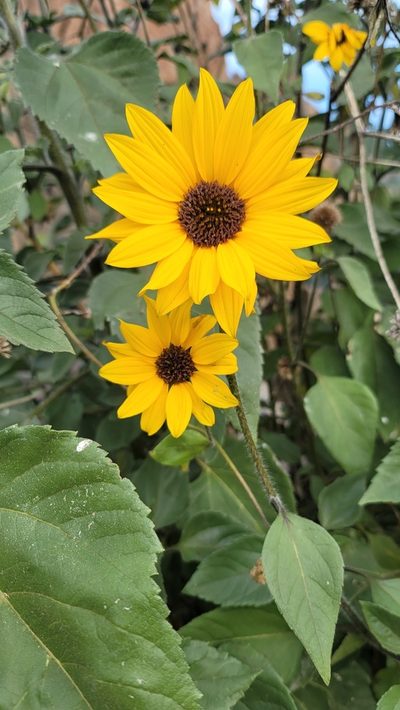Helianthus winteri, photographed by Chris Winchell