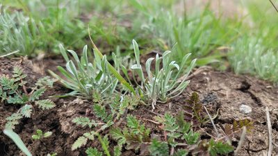 Hesperevax caulescens, photographed by Chris Winchell