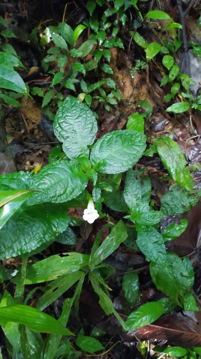 Nautilocalyx mimuloides, photographed by Guillaume Delaitre