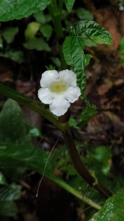 Nautilocalyx mimuloides, photographed by Guillaume Delaitre