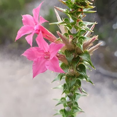 Woollsia pungens, photographed by ronavery