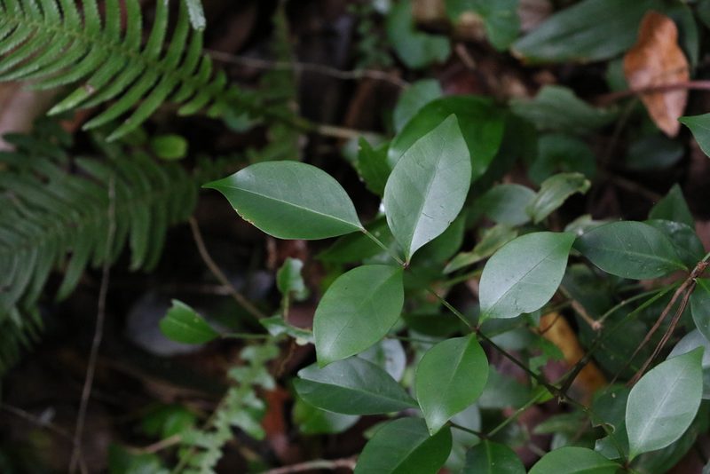 Pandorea jasminoides, photographed by Greg Tasney