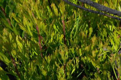 Isopogon anemonifolius, photographed by Gary Williams