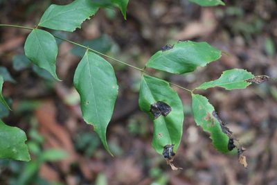 Archidendron grandiflorum, photographed by Greg Tasney
