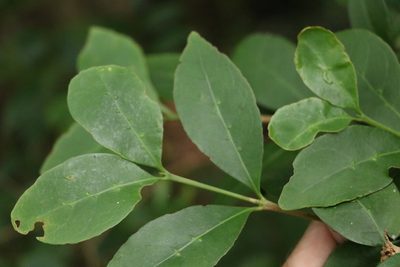 Cyclophyllum longipetalum, photographed by Greg Tasney