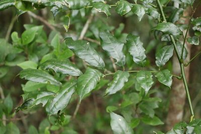 Austrocallerya megasperma, photographed by Greg Tasney