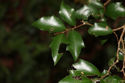 Scolopia braunii, photographed by Greg Tasney