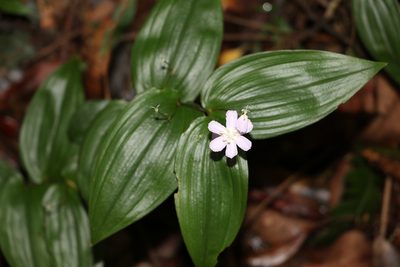 Tripladenia cunninghamii, photographed by Greg Tasney