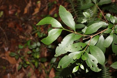 Cyclophyllum longipetalum, photographed by Greg Tasney