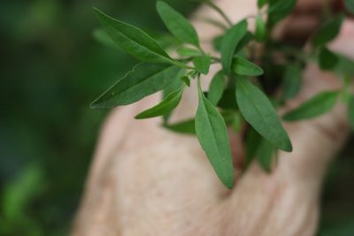 Prostanthera ovalifolia, photographed by Greg Tasney