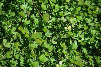 Marsilea vestita, photographed by Bill Levine