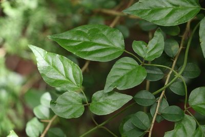 Jasminum dallachyi, photographed by Greg Tasney