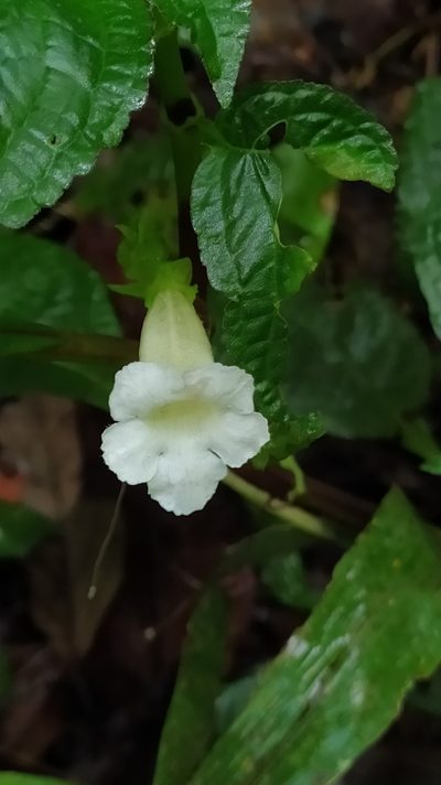 Nautilocalyx mimuloides, photographed by Guillaume Delaitre