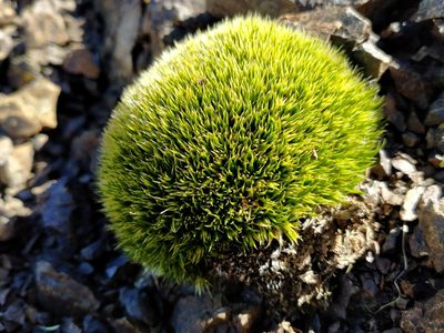 Colobanthus buchananii, photographed by John Barkla