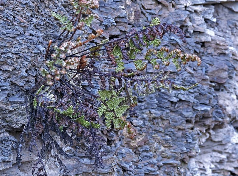 Myriopteris myriophylla, photographed by Hugo Hulsberg