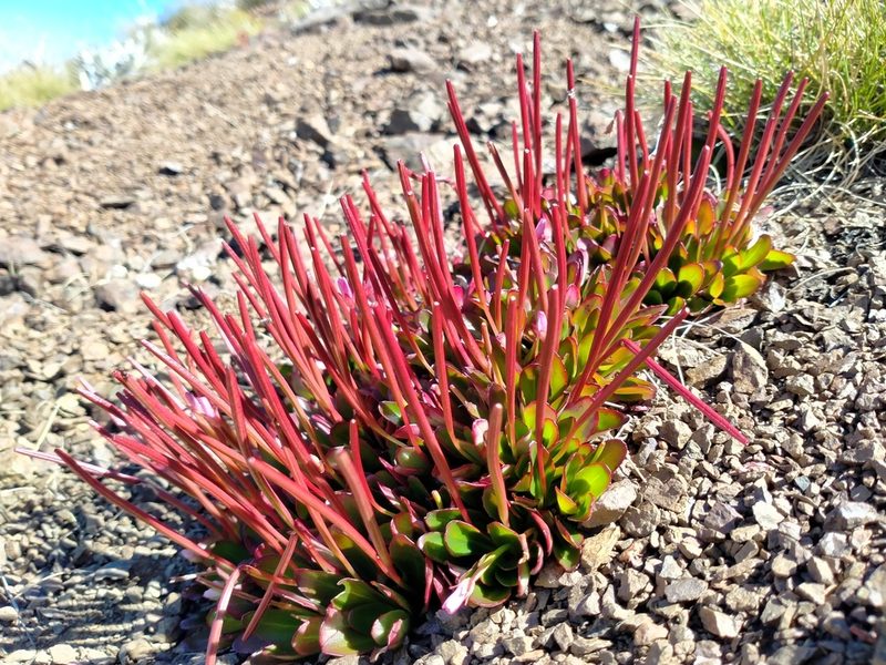Epilobium crassum, photographed by John Barkla