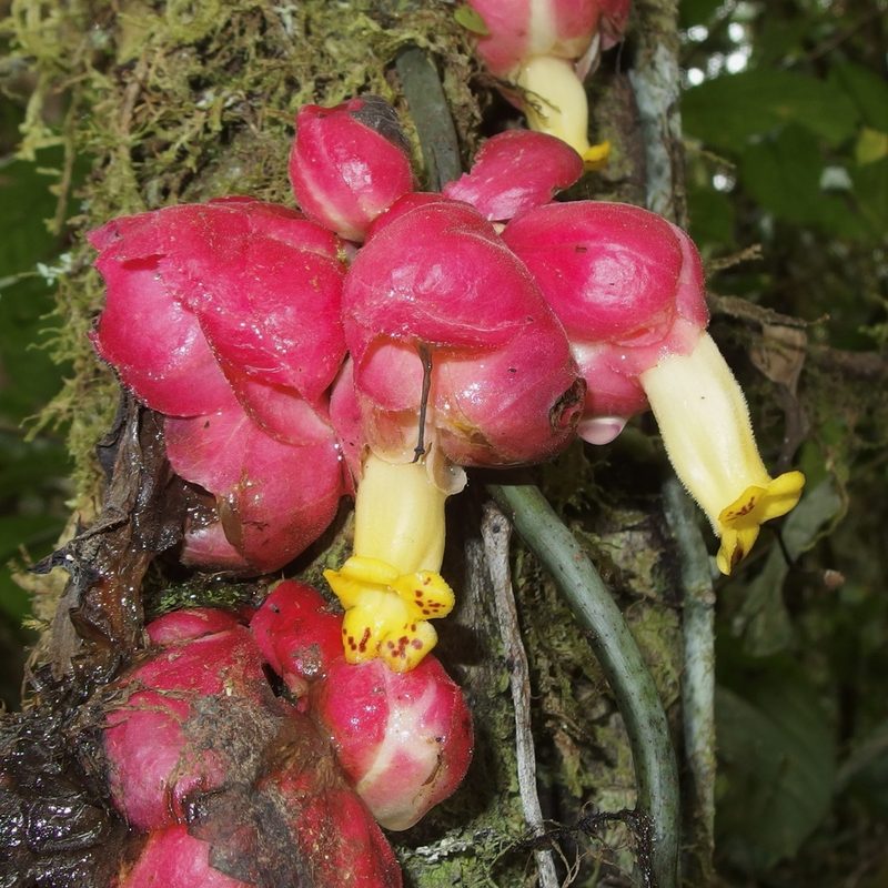 Drymonia clavijoae, photographed by Sue Carnahan
